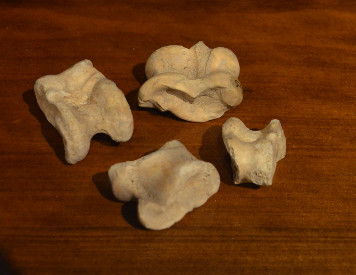 اسباب بازی استخوانی