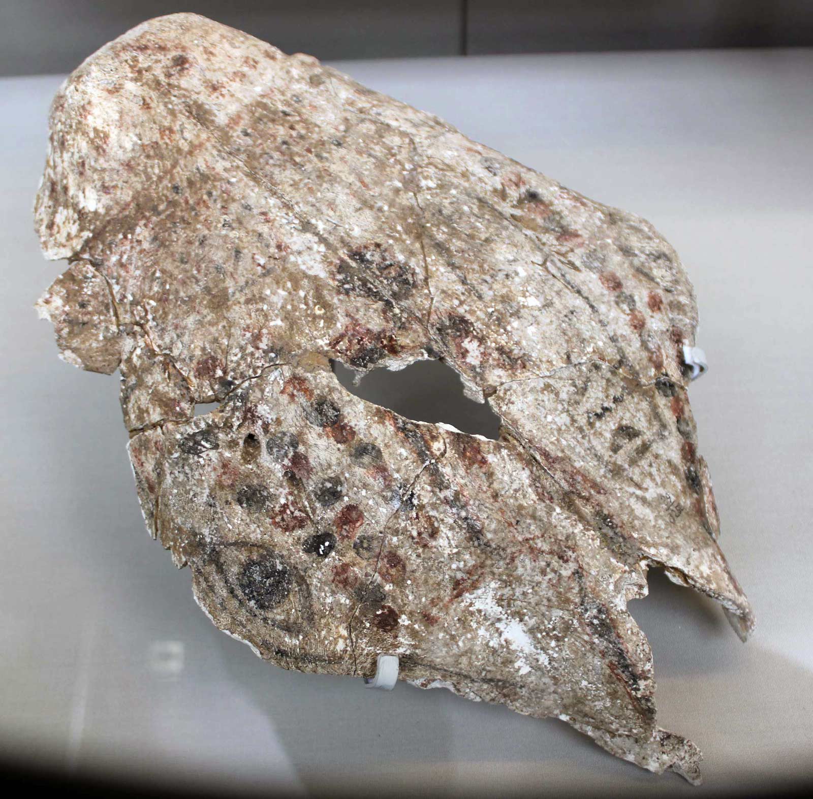 جمجمه گاو رنگ شده