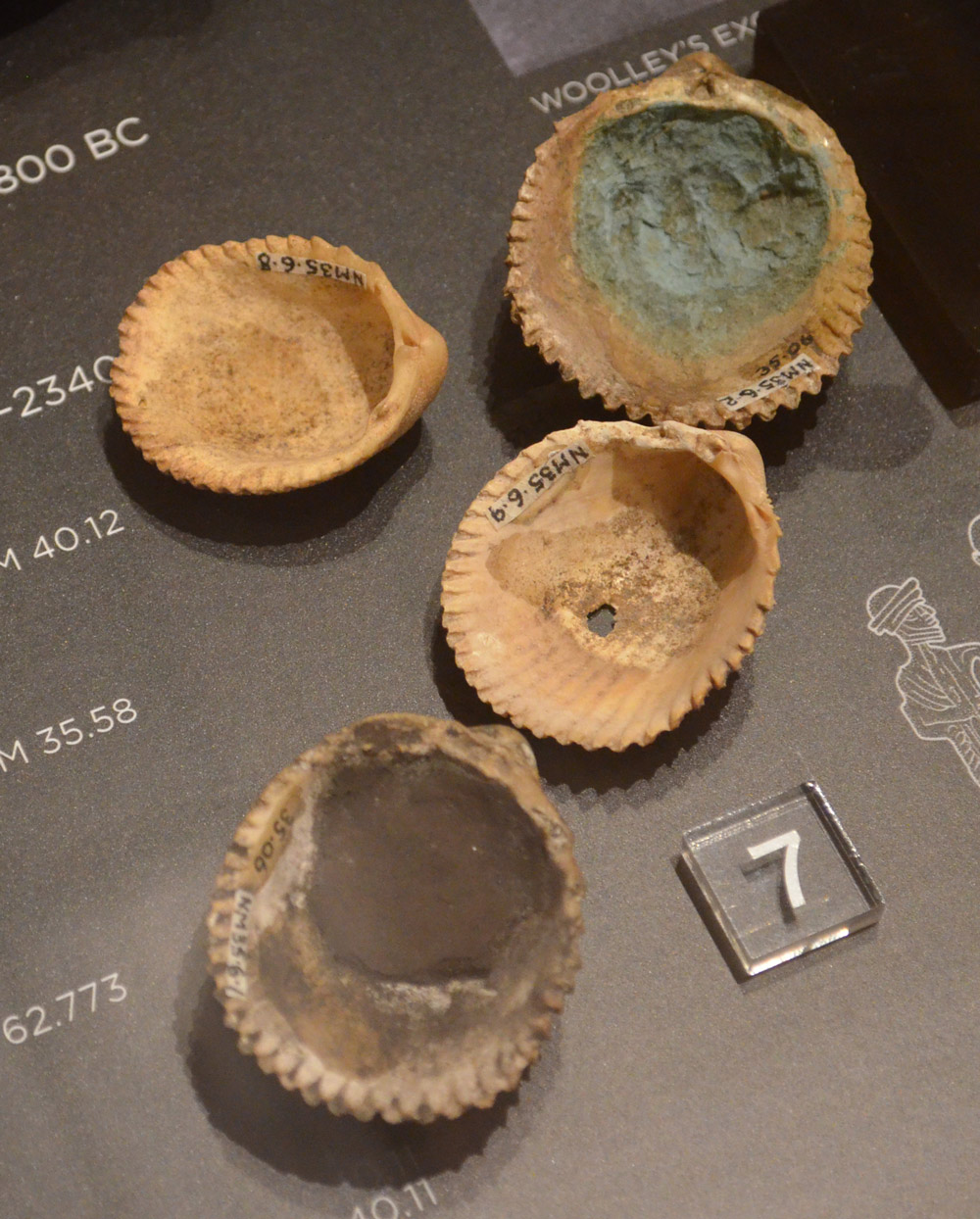 گوش ماهی های کشف شده در اور