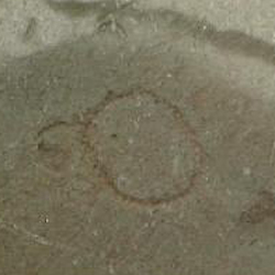 امضای سازندگان