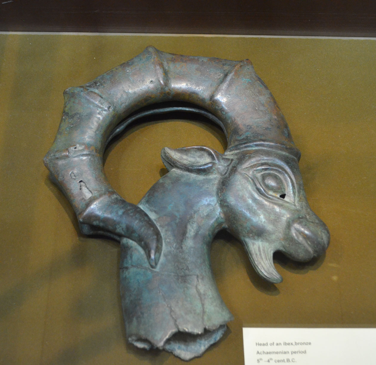 سر مفرغی بز کوهی