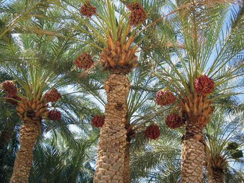 محاصره و فتح قلعه در دنیای باستان